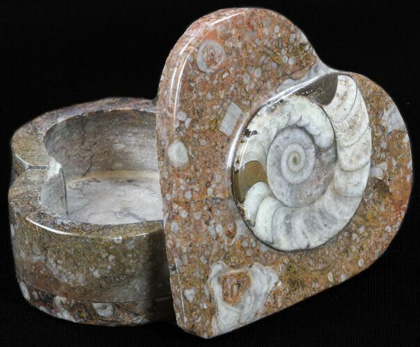 Heart-Shaped Fossil Goniatites Box - (Brown) #37979